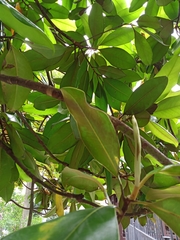 Magnolia grandiflora