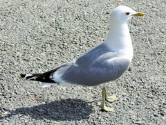 Larus canus