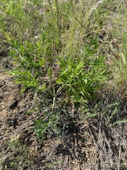 Saposhnikovia divaricata