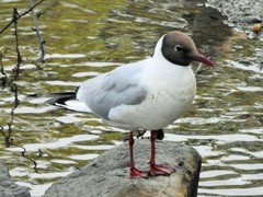Chroicocephalus ridibundus