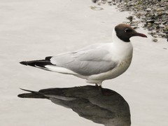 Chroicocephalus ridibundus