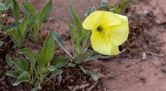 Oenothera howardii