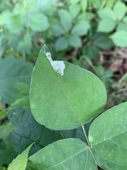 Macrosaccus morrisella