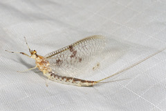 Ephemera varia