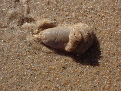 Emerita austroafricana