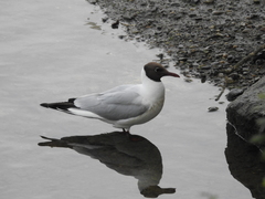 Chroicocephalus ridibundus