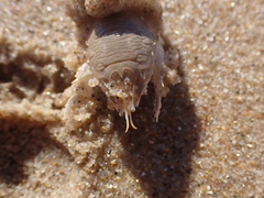 Emerita austroafricana