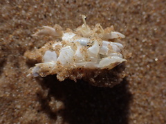 Emerita austroafricana