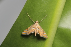 Eristena