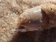 Emerita austroafricana