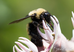 Bombus nevadensis