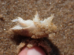 Emerita austroafricana