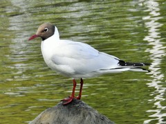 Chroicocephalus ridibundus