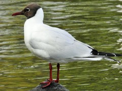 Chroicocephalus ridibundus