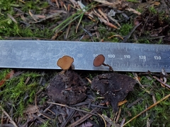 Ciboria rufofusca