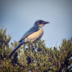 Aphelocoma insularis