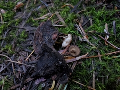 Ciboria rufofusca