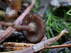 Ciboria rufofusca