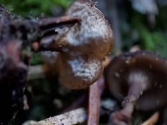 Ciboria rufofusca