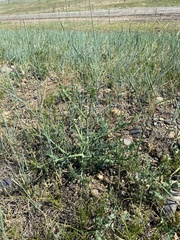 Saposhnikovia divaricata