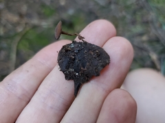 Ciboria rufofusca