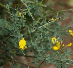 Calicotome spinosa