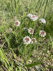 Stellera chamaejasme