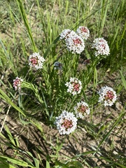 Stellera chamaejasme