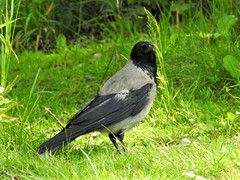 Corvus cornix