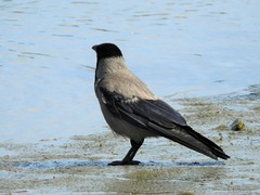 Corvus cornix