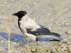 Corvus cornix