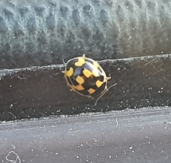 Propylea quatuordecimpunctata