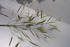 Bromus inermis
