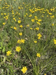 Crepis crocea
