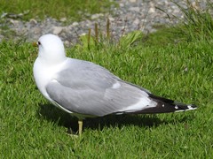 Larus canus