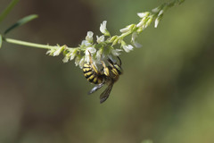 Anthidium loti