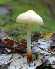 Marasmius delectans