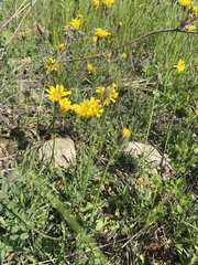 Crepis crocea