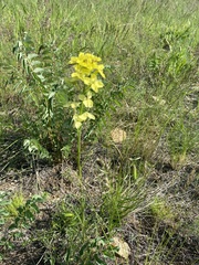 Erysimum flavum