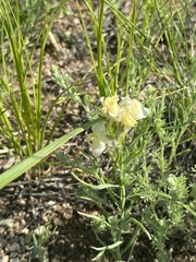 Linaria buriatica