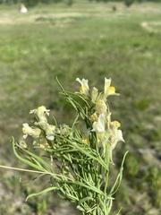 Linaria buriatica