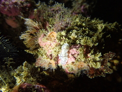 Eurylepta californica