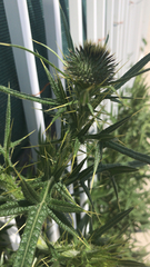 Cirsium vulgare