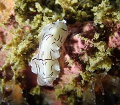 Eurylepta californica