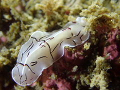 Eurylepta californica