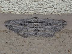 Iridopsis obliquaria