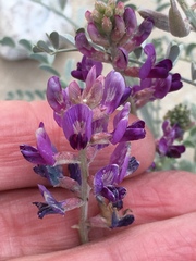 Astragalus lentiginosus borreganus