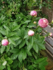 Paeonia officinalis