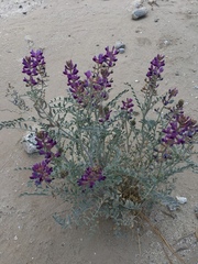 Astragalus lentiginosus borreganus