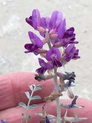 Astragalus lentiginosus borreganus